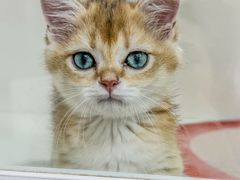 -青奢宠物·青奢猫舍