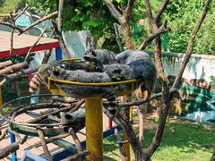 -西霞口神雕山野生动物世界