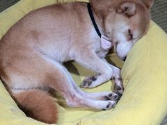 -逗柴咖啡屋·狗咖猫咖宠物桌游