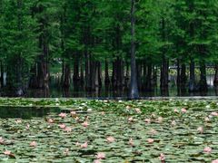 -白鹭湾湿地公园