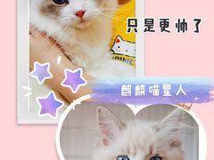 -70cat德文卷毛猫·缅因猫纯种猫舍