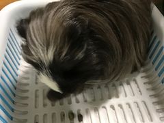 -藦茜花园宠物主题亲子互动体验馆(国顺东路店)