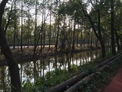 -上海长兴岛郊野公园