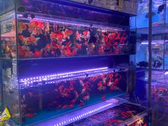 -青石桥花鸟鱼虫市场(叠翠城店)