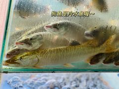 -煲来饱去冷水鱼