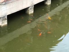 -龙头寺公园