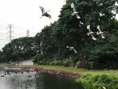 -广州长隆飞鸟乐园