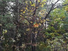 -帽儿山国家森林公园