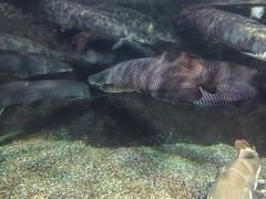 -太平洋海底世界