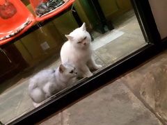 -猫咪博物馆(顶澳仔猫街店)