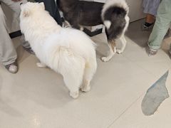 -共舞时光猫咖·狗咖(新街口店)