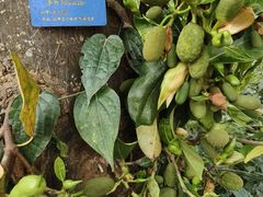 -中国科学院西双版纳热带植物园