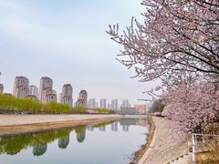 -桃花堤公园