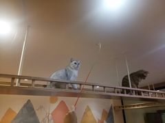 -滚猫咖啡·猫咖·猫友好撸猫(未来城店)