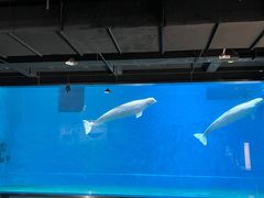 -芜湖新华联大白鲸海洋公园