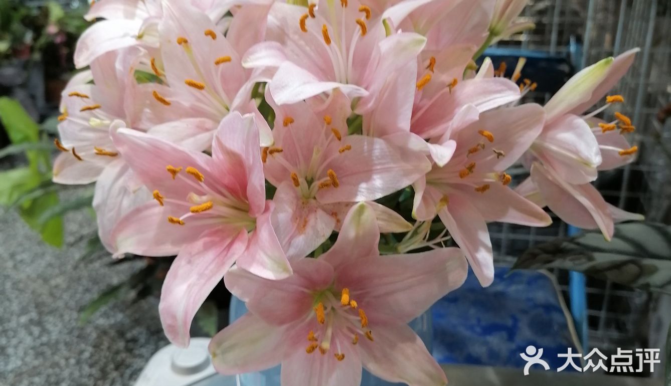          🌸鲜花店里喝咖啡☕️