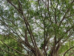 -海南热带野生动植物园