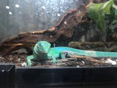 -酷以爬仙阁实体爬宠店·守宫·蜥蜴·专业繁育