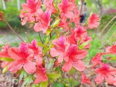 -上海滨江森林公园