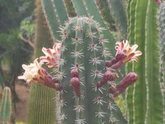 -东莞植物园