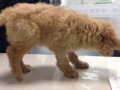 -佳怡动物医院·平价24小时·猫专科骨外科