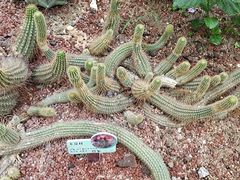 -正佳雨林生态植物园