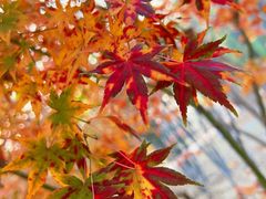 -大兴滨河森林公园