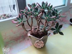 -绝味鸭脖(双龙路店)