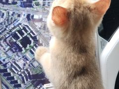 -中农国际动物医院24小时·猫科·骨科·急重症中心