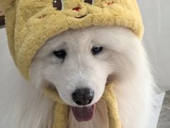-星多哈·狗咖·拼豆·咖啡