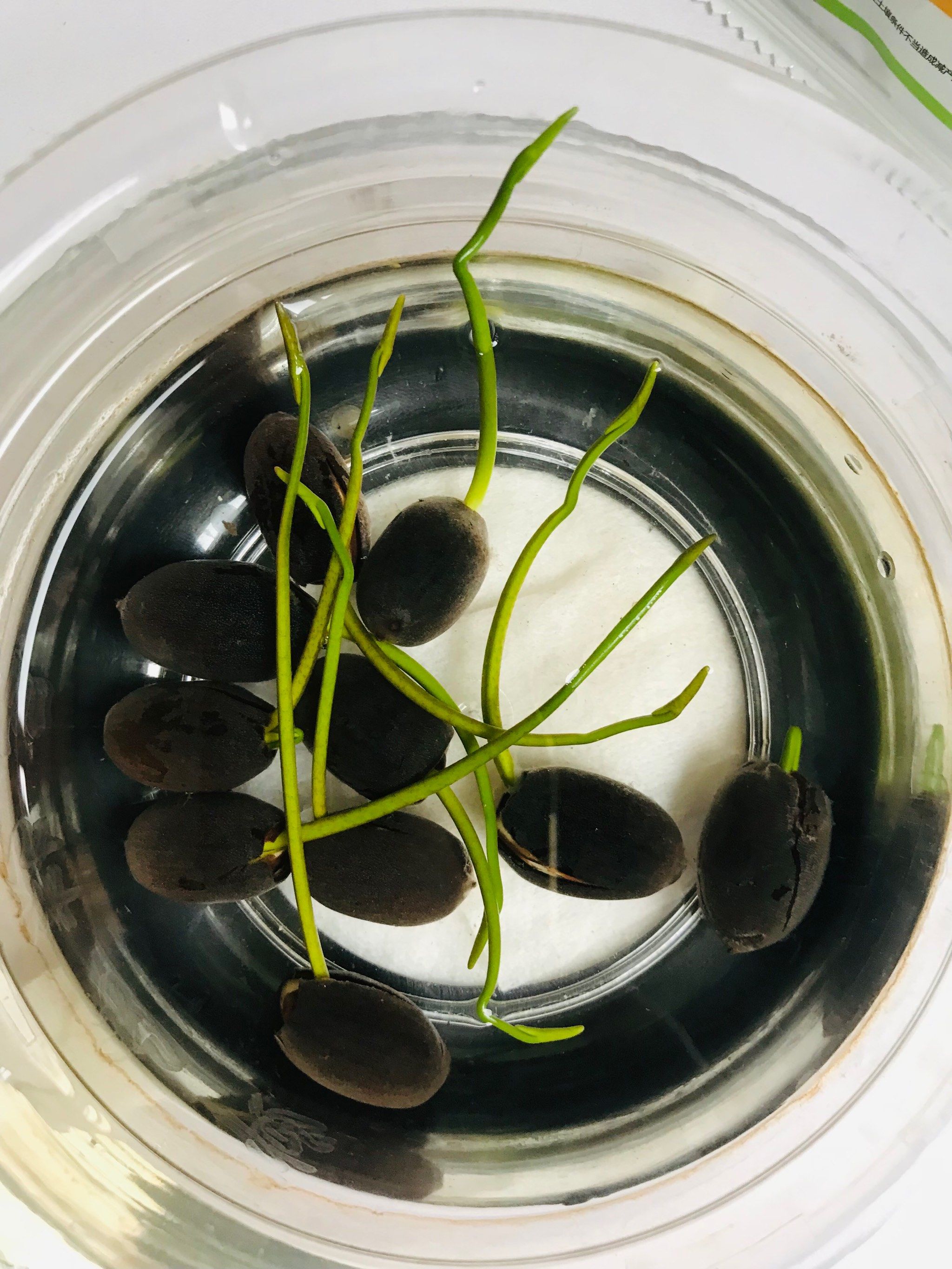 n网上买了荷花的种子,先在水里培养一段时间,等待发芽,然后移入亨泥