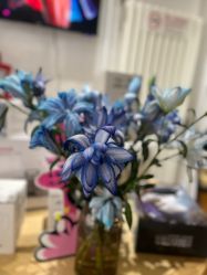 -薇薇安花系SPA