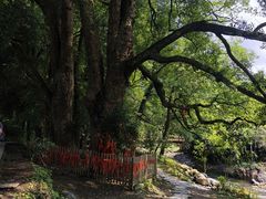 -石台牯牛降景区