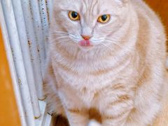 -是阿柴呀！柴犬咖啡·爱喵喵猫咖