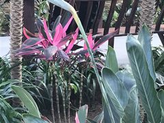 鹤望兰-北镇龙岗子生态园