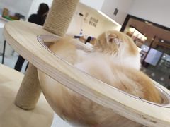 -喵园·猫主题咖啡厅·撸猫·猫咖(国贸店)