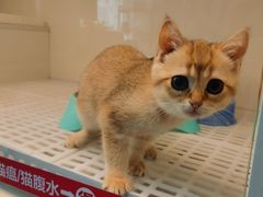 -lincat·猫舍(广州店)