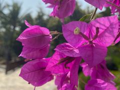 -三亚海棠湾万丽度假酒店