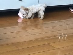 -北京观赏动物医院·24小时大型综合·猫专科·异宠专科