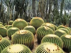 -深圳仙湖植物园