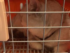 -顺强宠物诊所·狂犬免疫·夜诊·骨科(嘉定店)