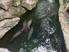 -青青世界