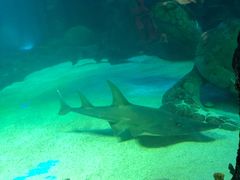 -悉尼海洋生物水族馆