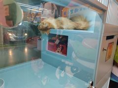 -FAELING PETS美天灵宠物(合生汇店)
