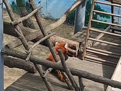 -西霞口神雕山野生动物世界