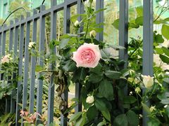 -杭州观成实验学校