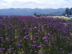 -武陵山森林公园