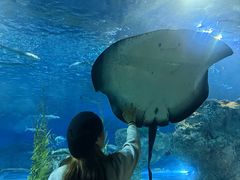 -芜湖新华联大白鲸海洋公园