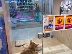 -屋虎猫馆(宝安大仟里店)