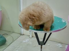 -佳雯宠物医院(四明中路分院)